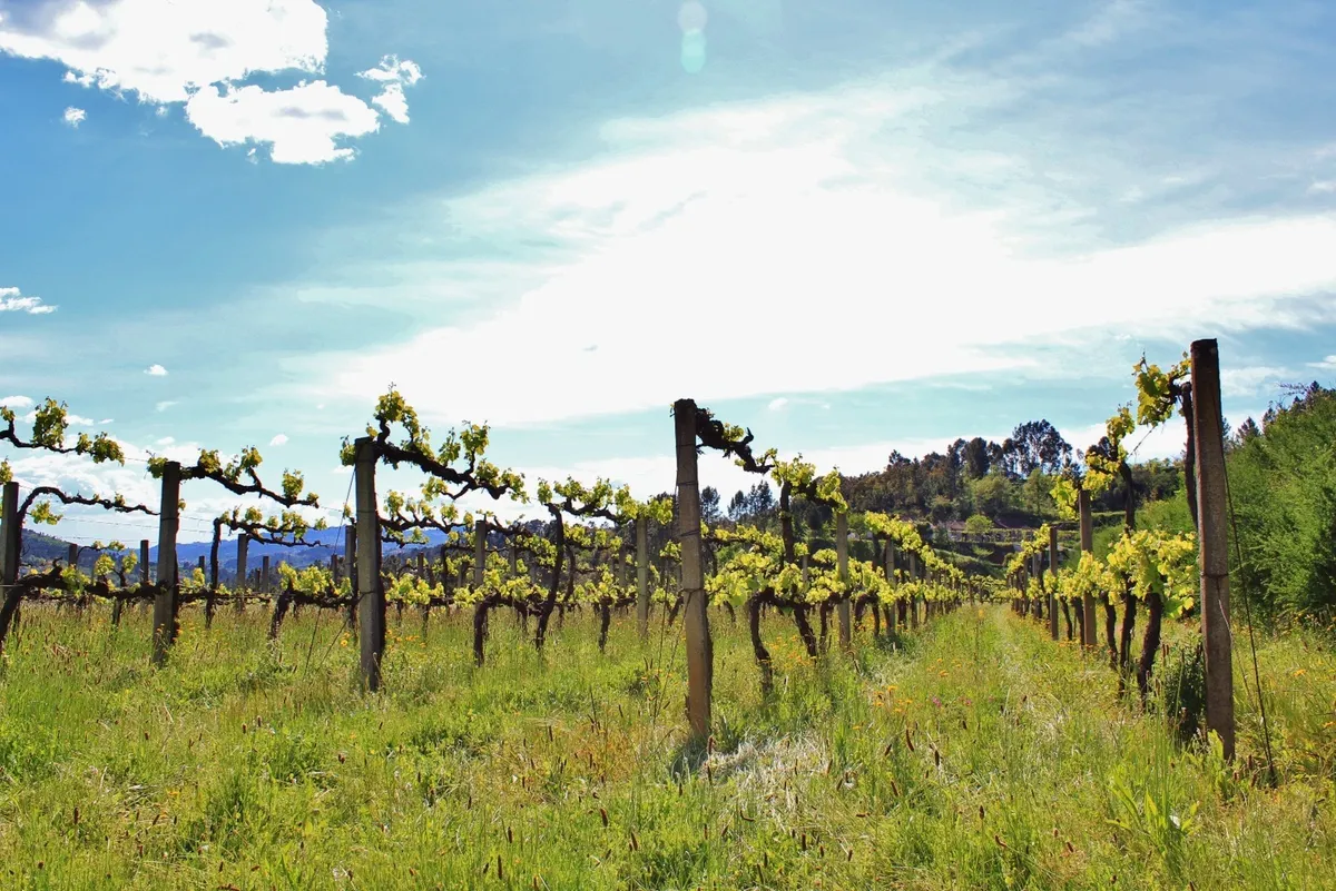 Fridão Natura Recording in Portugal